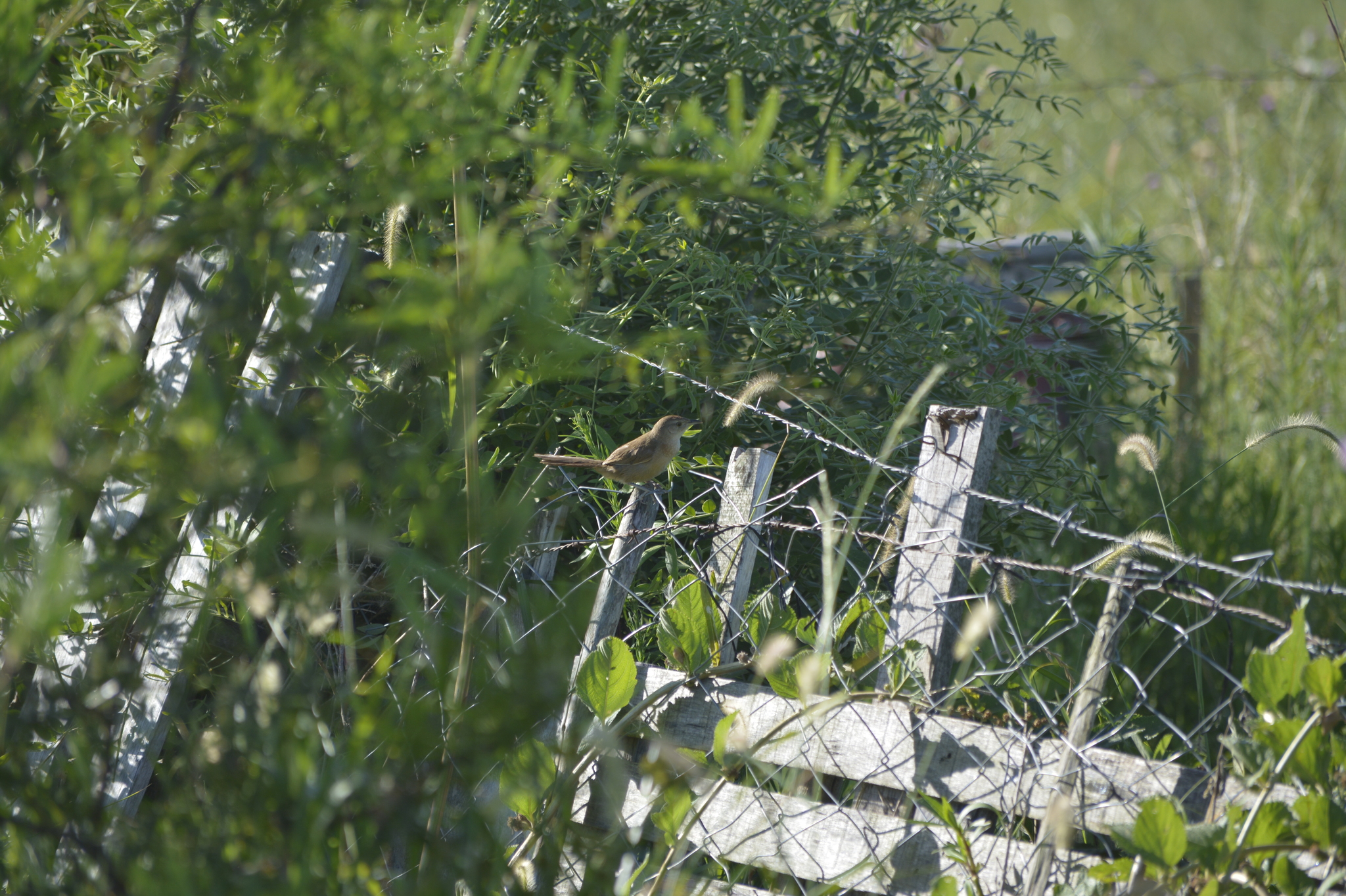 Freckle-breasted Thornbird (Phacellodomus striaticollis), photo 8