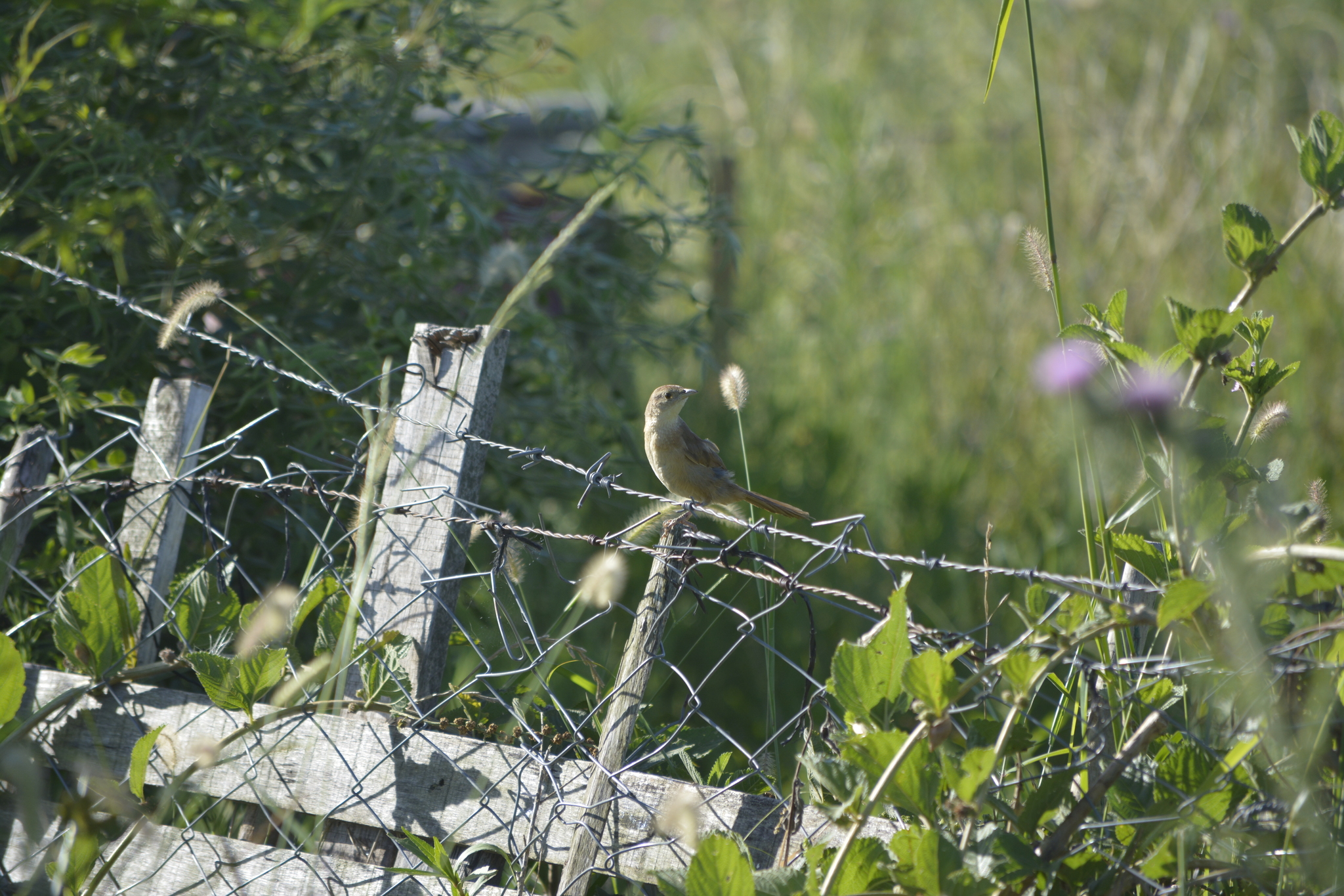 Freckle-breasted Thornbird (Phacellodomus striaticollis), photo 9