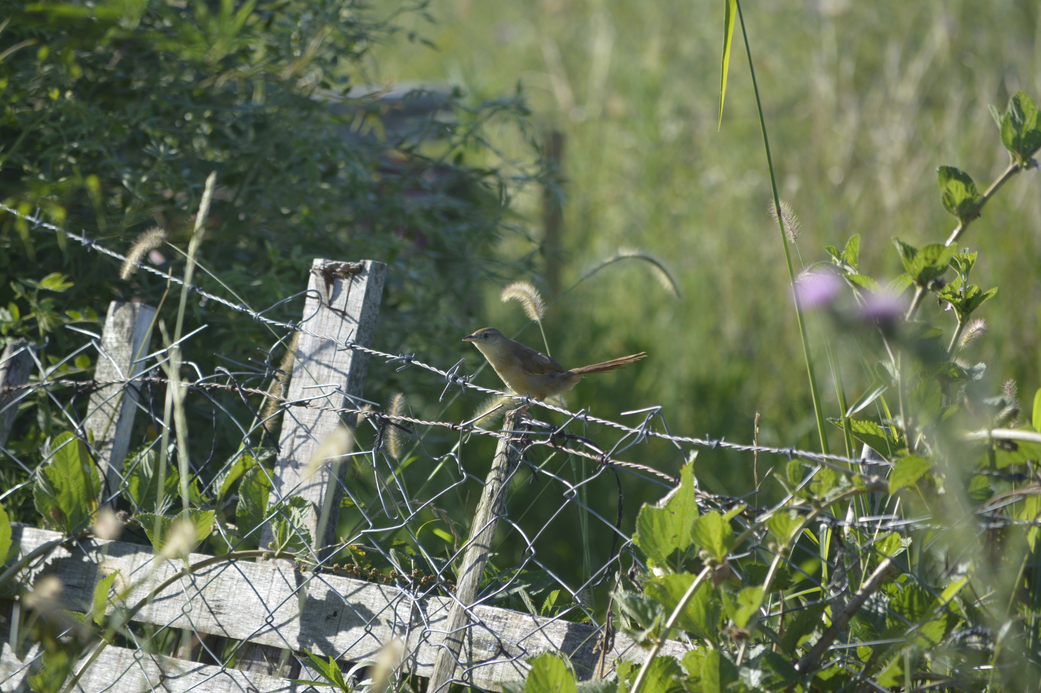 Freckle-breasted Thornbird (Phacellodomus striaticollis), photo 10