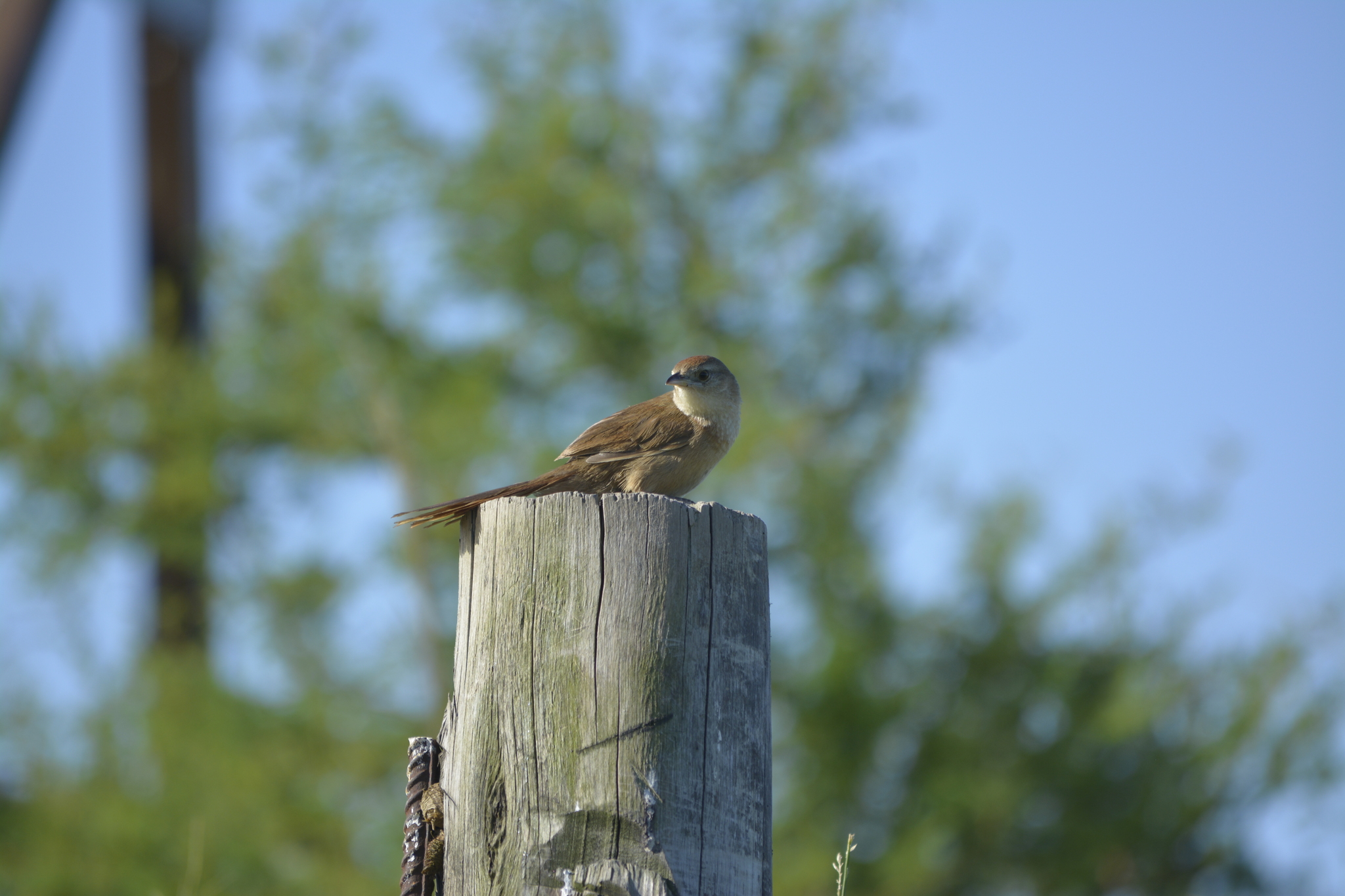Freckle-breasted Thornbird (Phacellodomus striaticollis), photo 3