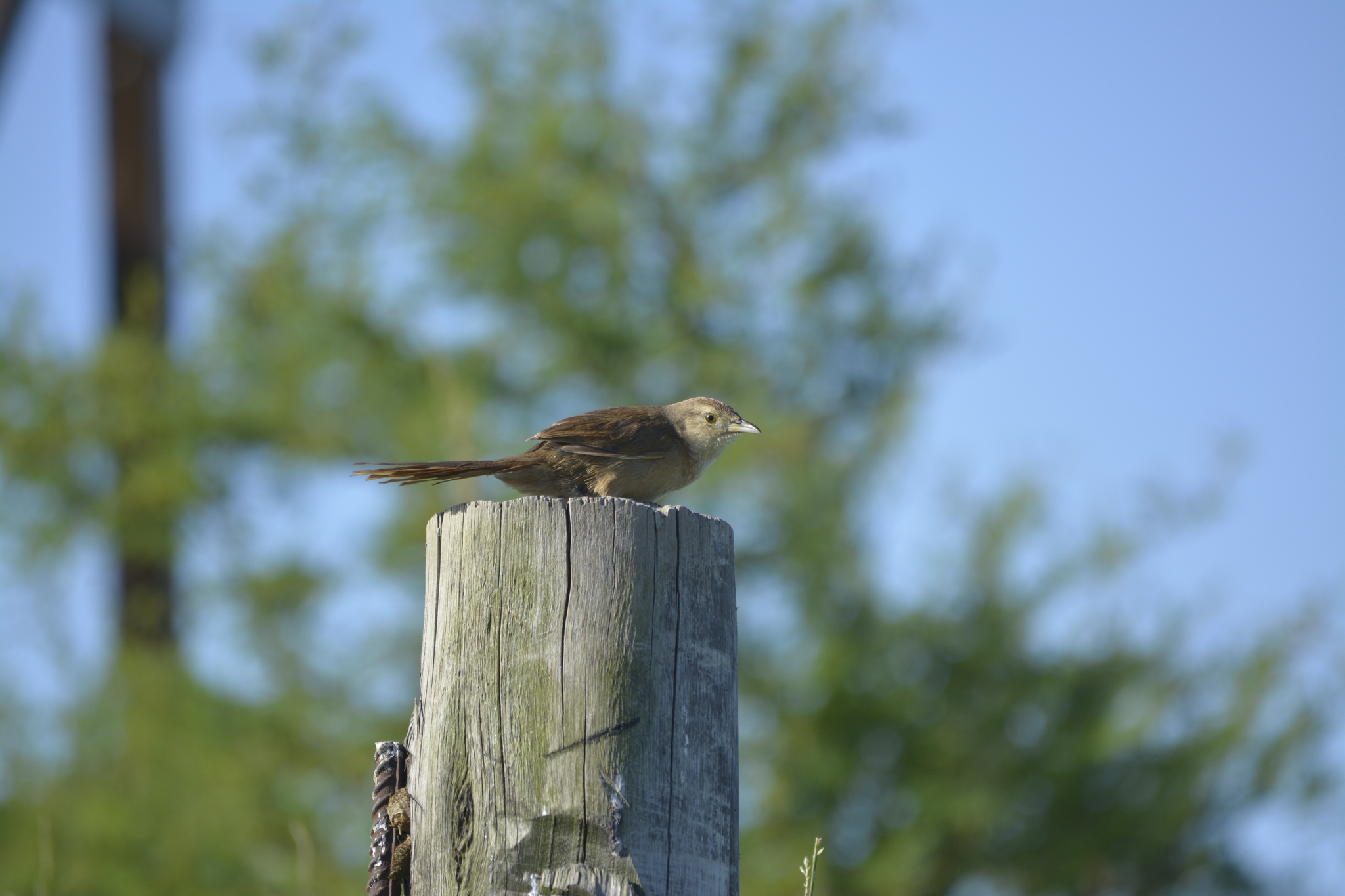 Freckle-breasted Thornbird (Phacellodomus striaticollis), photo 4