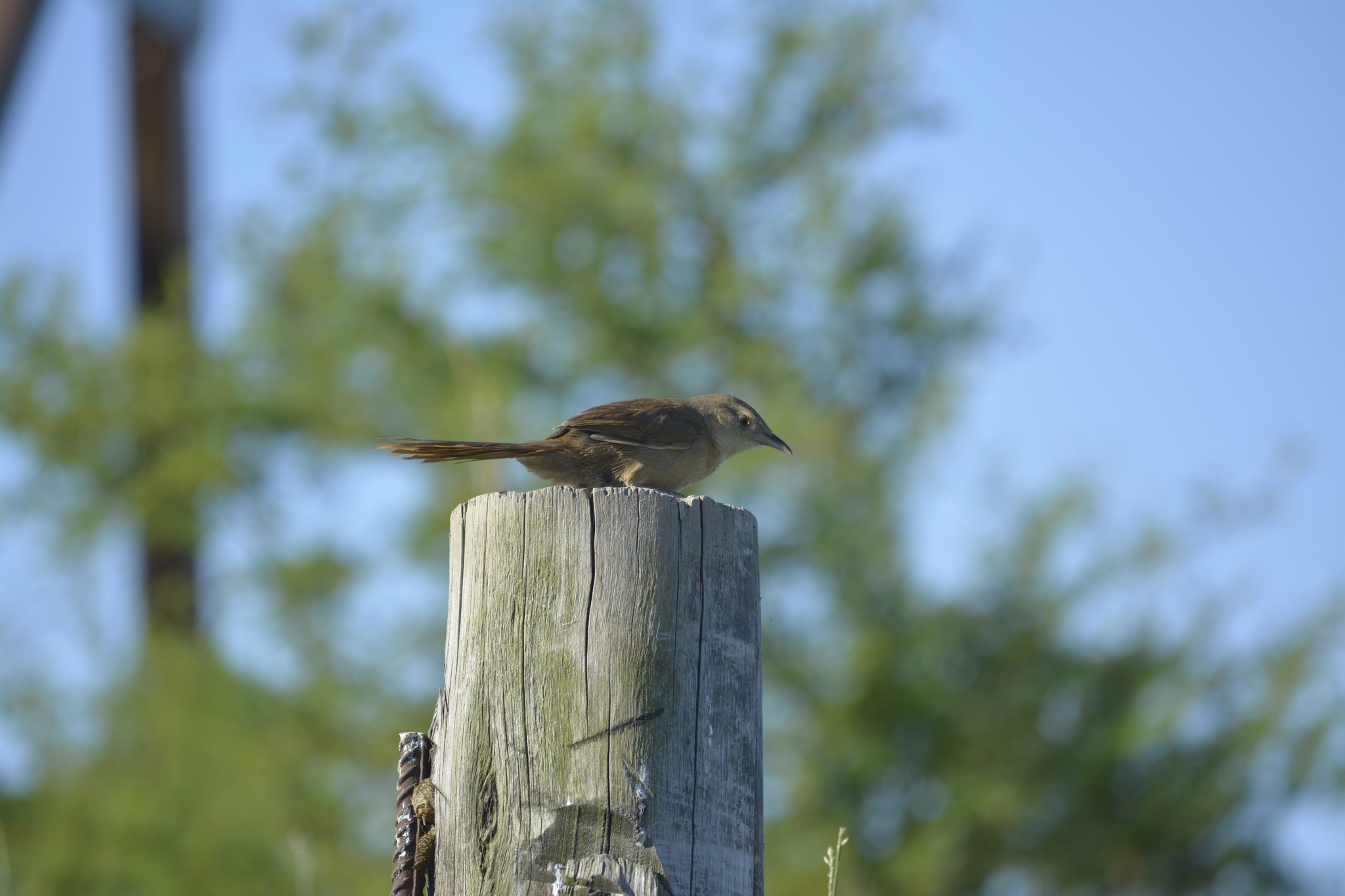 Freckle-breasted Thornbird (Phacellodomus striaticollis), photo 5