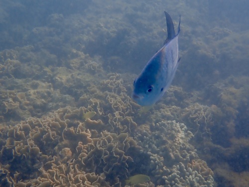 Whitley's sergeant (Abudefduf whitleyi) — Pomacentridae — 3
