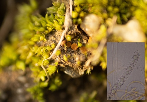 Representative image of Octospora axillaris