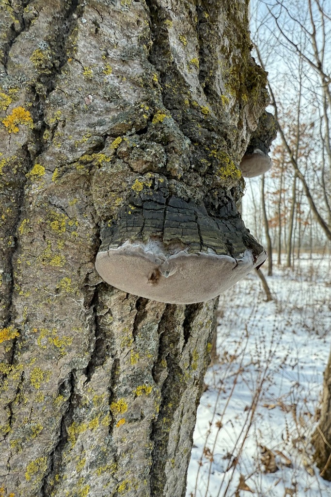 Phellinus tremulae · January 2026 · photo: © colejwolf (iNaturalist, cc-by)