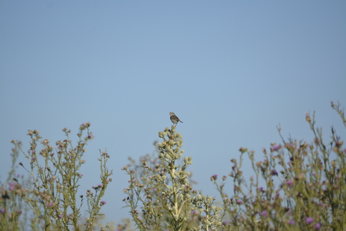 Grassland Sparrow (Ammodramus humeralis)