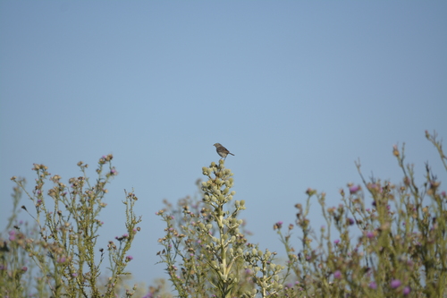 Grassland Sparrow (Ammodramus humeralis), photo 2