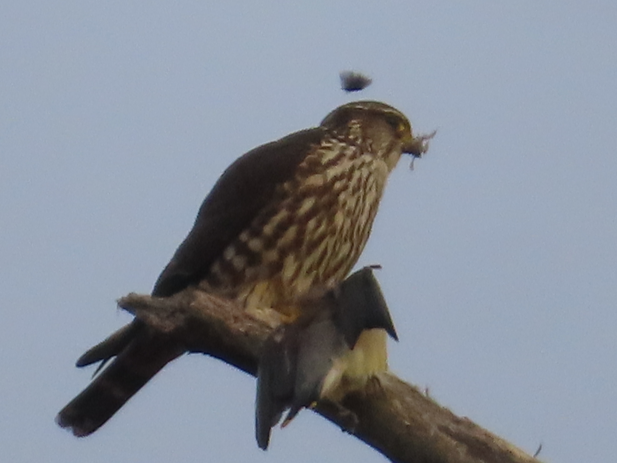 Merlin (Falco columbarius), photo 6