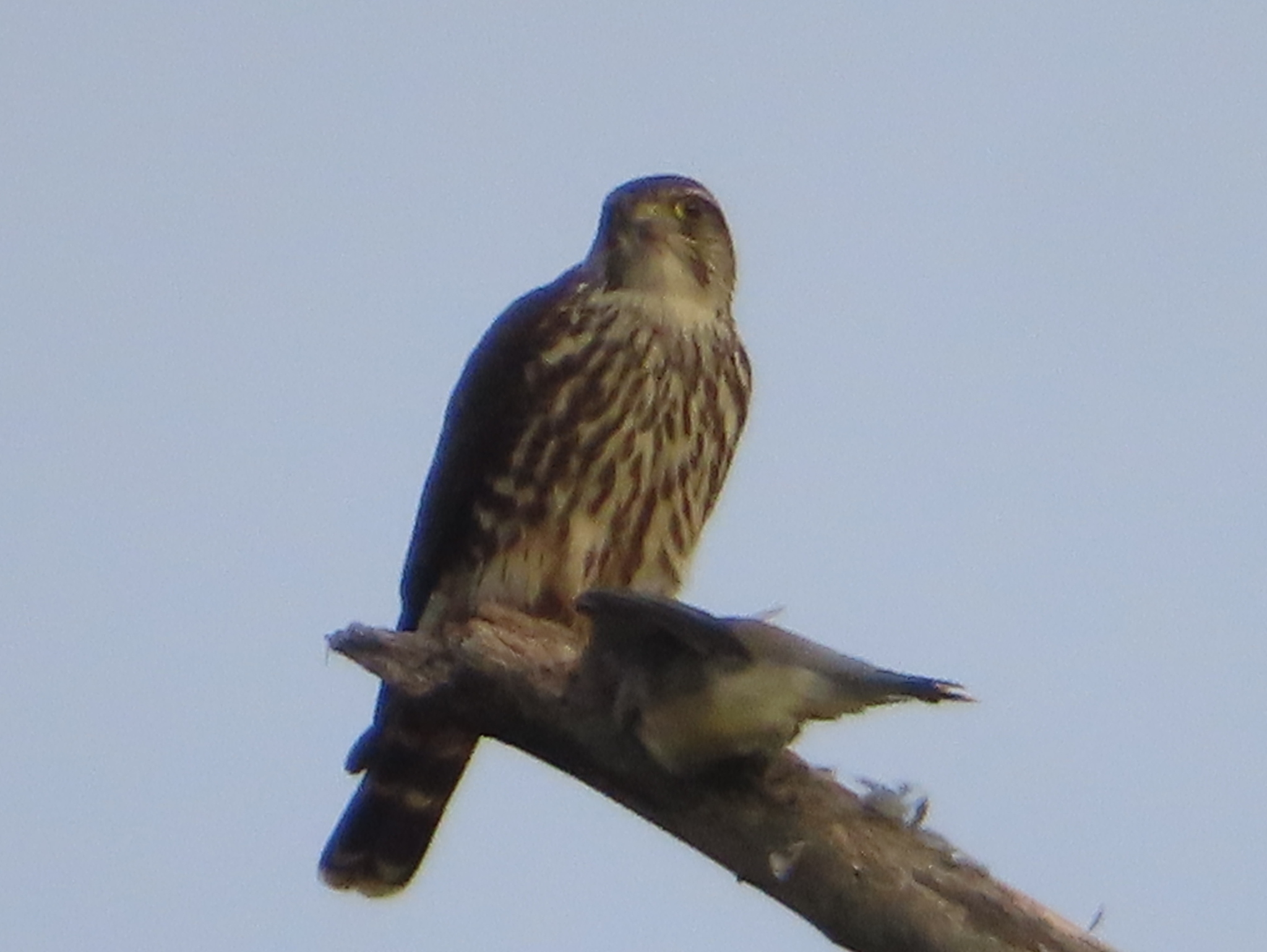 Merlin (Falco columbarius), photo 7