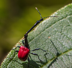 Trachelophorus giraffa