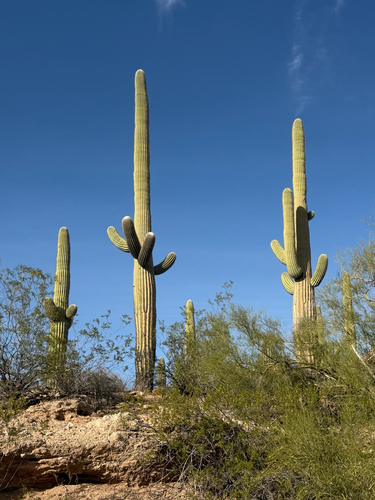 Sage-of-the-desert