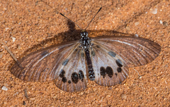 Acraea dammii