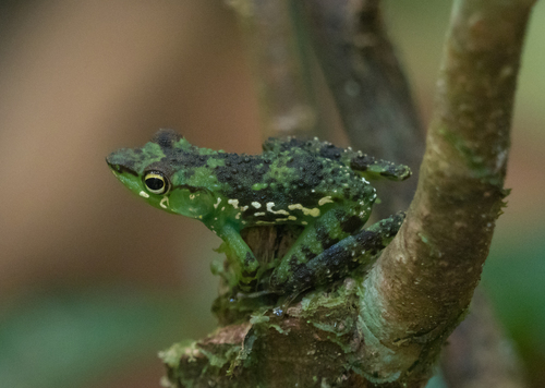 Folohy Madagascar Frog