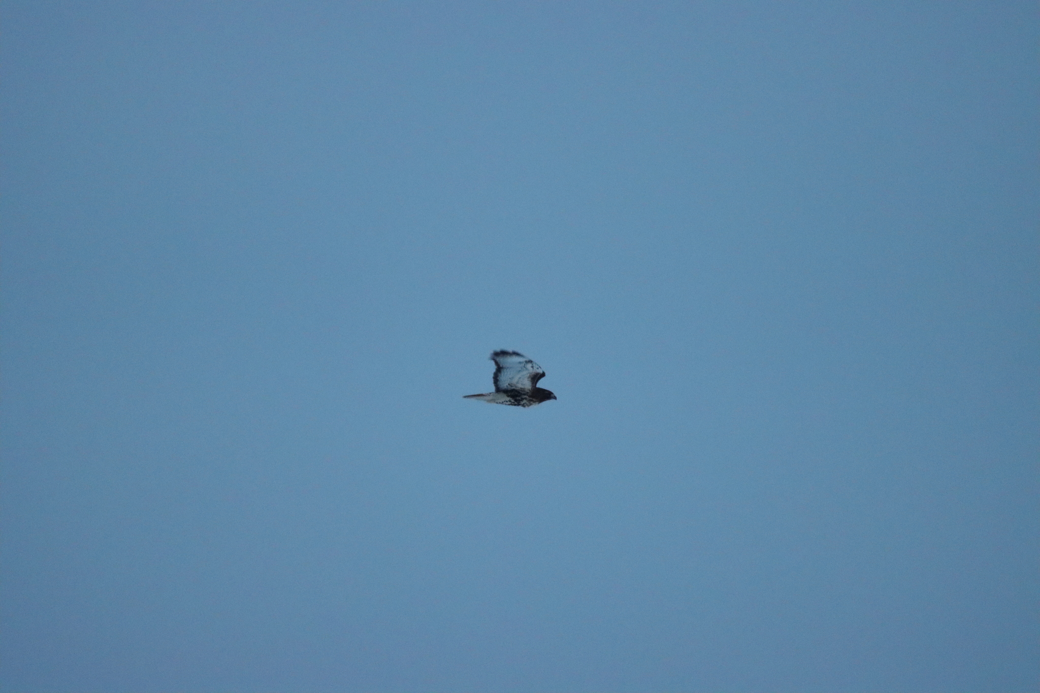 Buteo jamaicensis (Gmelin, 1788)