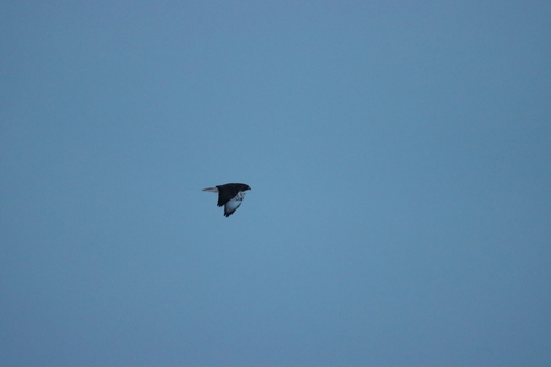 Red-tailed Hawk (Buteo jamaicensis), photo 2