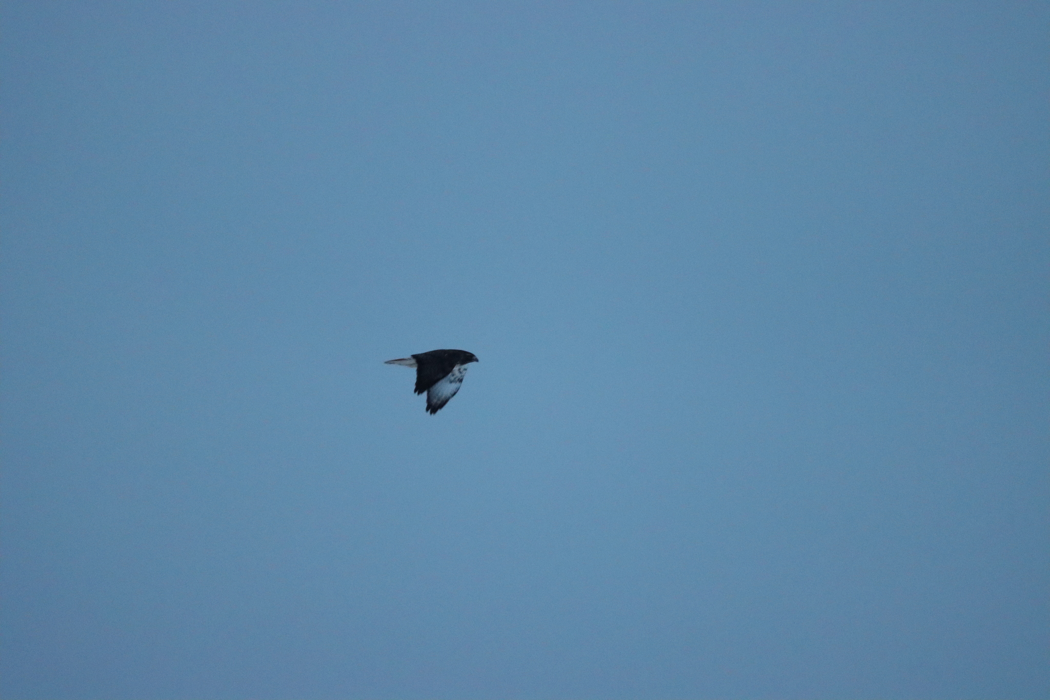 Buteo jamaicensis (Gmelin, 1788)