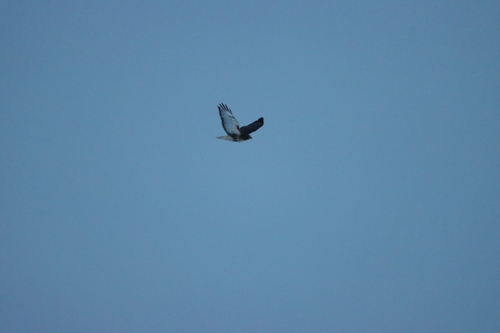 Red-tailed Hawk (Buteo jamaicensis), photo 8