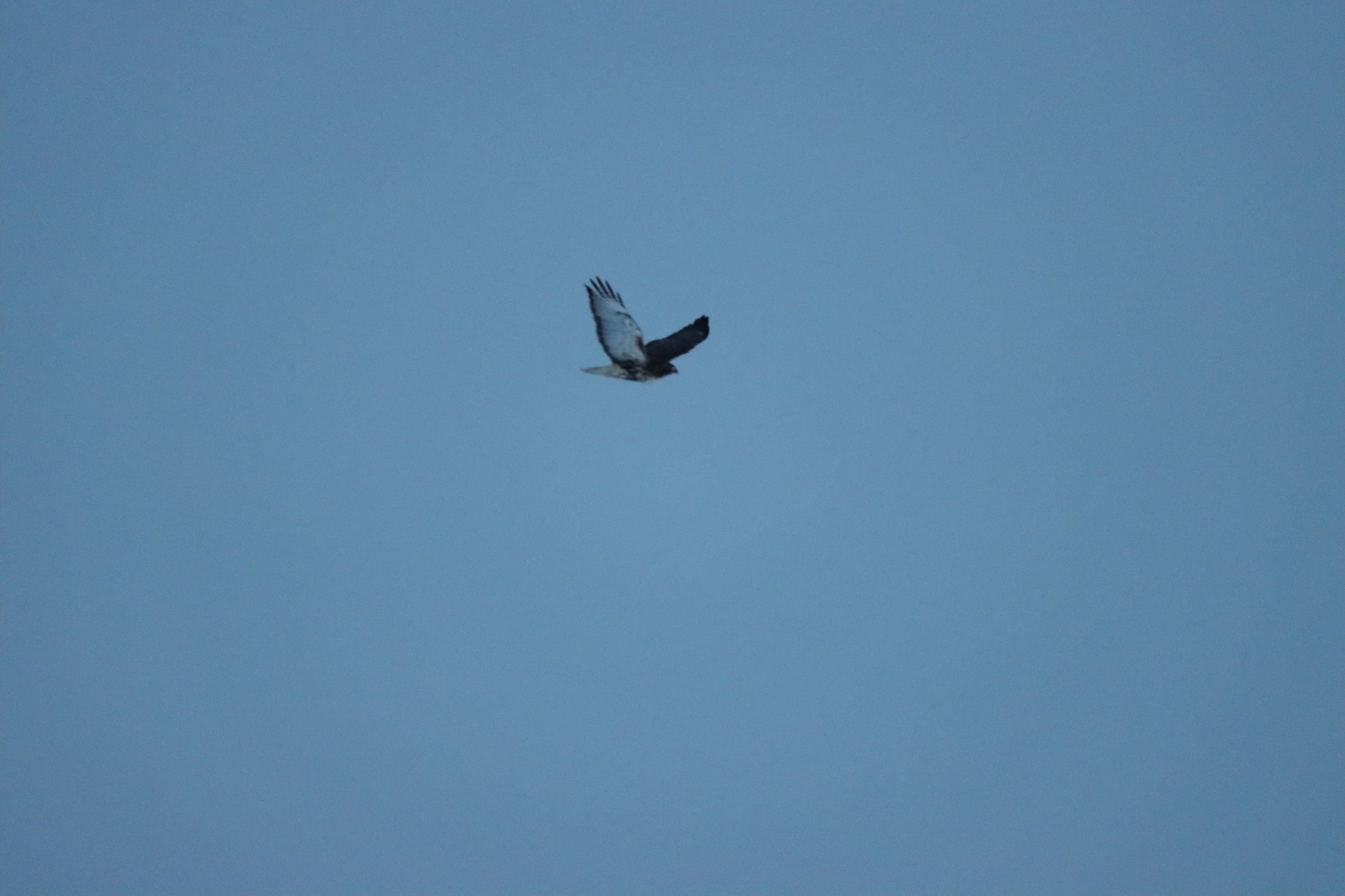 Buteo jamaicensis (Gmelin, 1788)