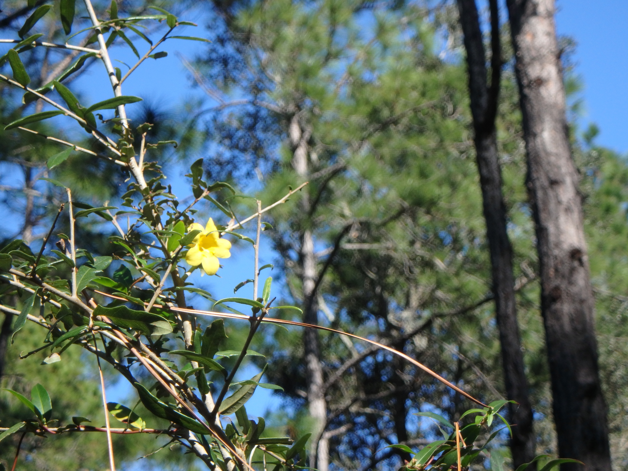 Rankin's Trumpetflower (Gelsemium rankinii)