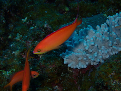 Peach anthias (Pseudanthias dispar) — Serranidae — 4