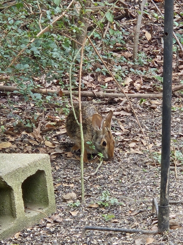 Swamp Rabbit observed by micrathene