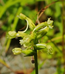 Platanthera clavellata image