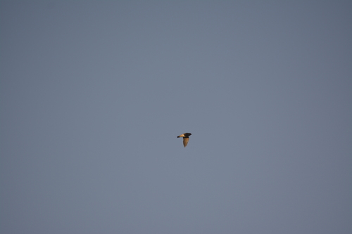 American Cliff Swallow (Petrochelidon pyrrhonota), photo 3
