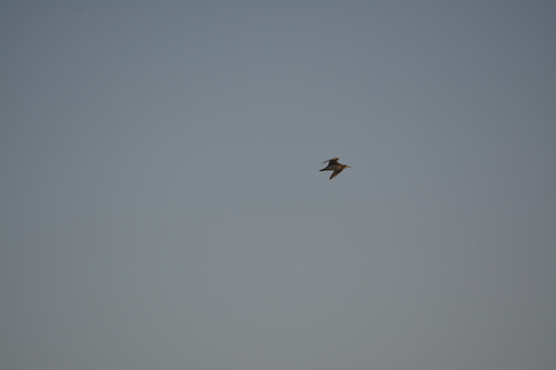 American Cliff Swallow (Petrochelidon pyrrhonota), photo 4