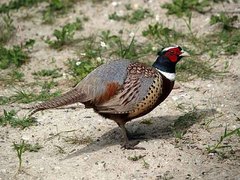 Phasianus colchicus torquatus