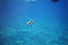 Heniochus diphreutes