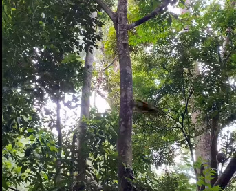 Galeopterus variegatus