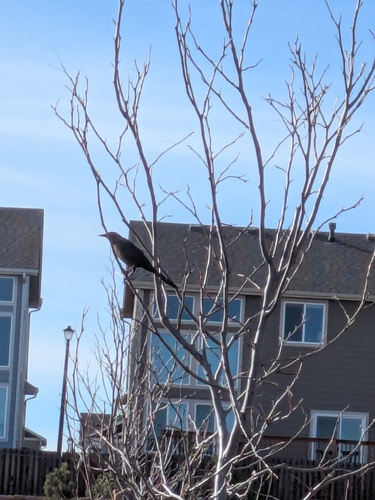 Great-tailed Grackle (Quiscalus mexicanus), photo 5