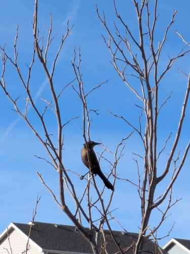Great-tailed Grackle (Quiscalus mexicanus), photo 6