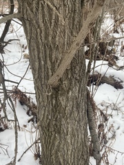 Acer negundo violaceum