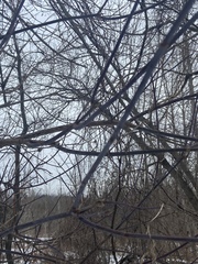 Acer negundo violaceum