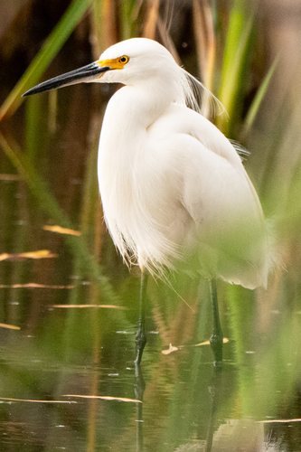 Snowy Egret photographed in Arizona