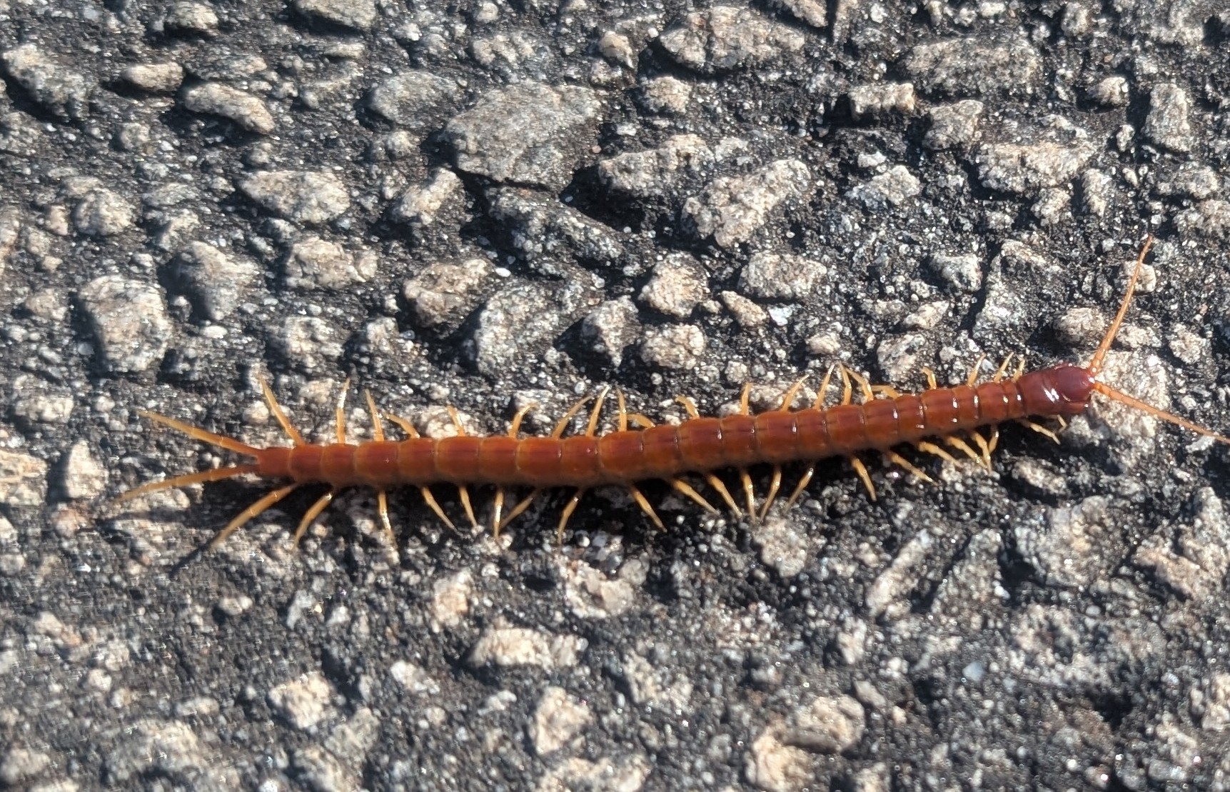 Scolopocryptops sexspinosus Say, 1821