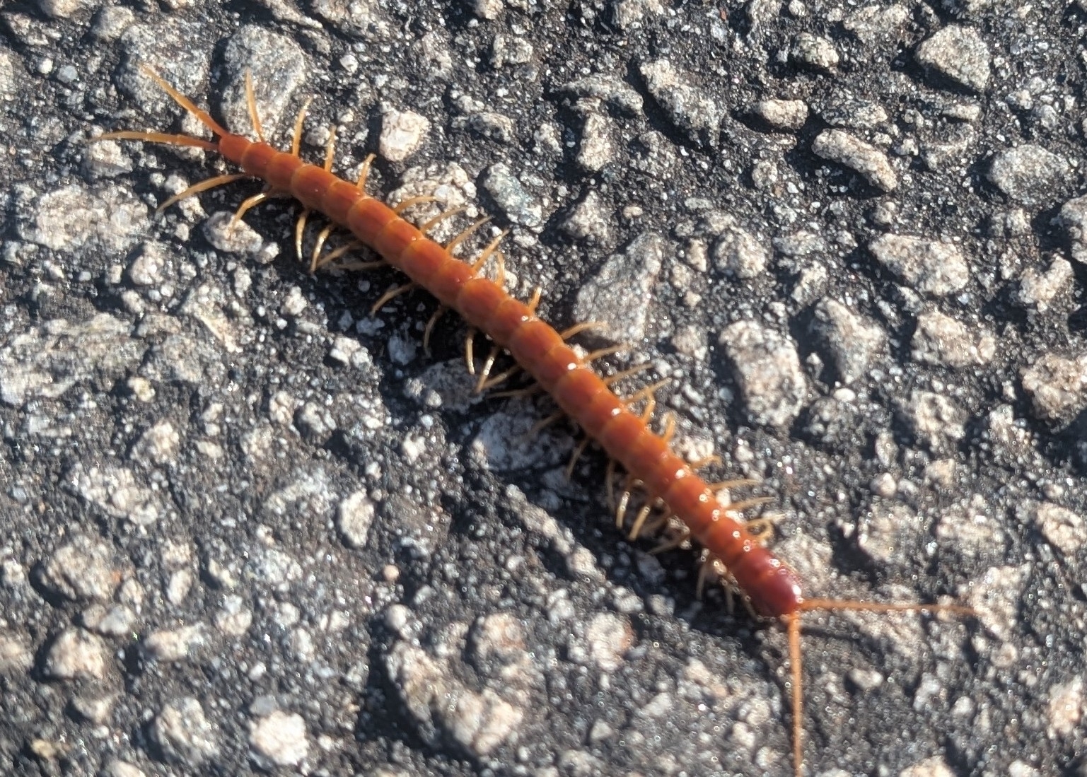 Scolopocryptops sexspinosus Say, 1821