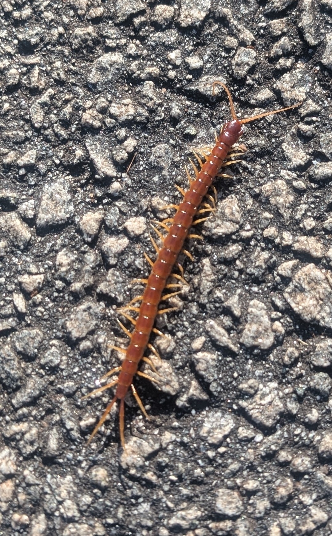 Scolopocryptops sexspinosus Say, 1821