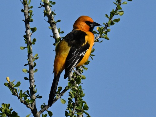 Altamira Oriole (Icterus gularis)