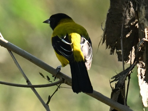 Audubon's Oriole (Icterus graduacauda)