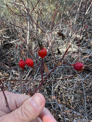 Woods's rose