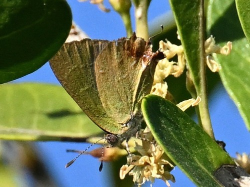 Telea Hairstreak photo 5