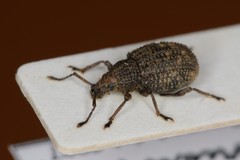 Otiorhynchus porcatus