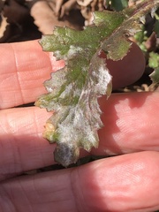 Golovinomyces fischeri