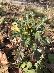 Golovinomyces fischeri