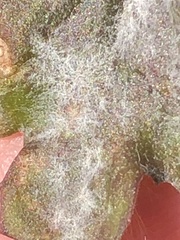 Golovinomyces fischeri