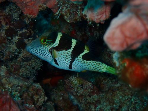 Canthigaster valentini