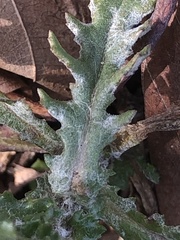 Golovinomyces fischeri