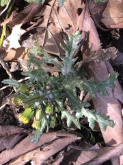 Golovinomyces fischeri